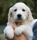 Scarletts_h_vfram_head_7weeks_web