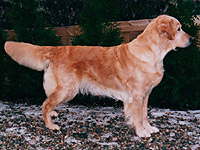 Tess