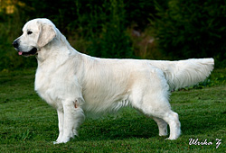 Cabus